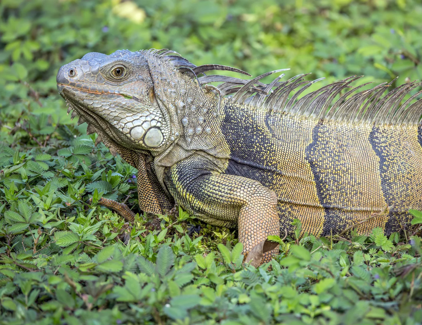 Grey-green iguana with a spiny crest resting among low green plants
