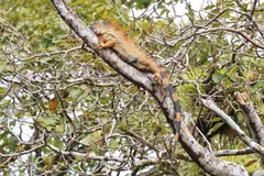 Orange-brown iguana stretched along a bare tree branch