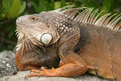Orange male iguana with tall crest spines basking on rocks