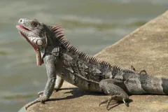 Grey iguana with a dewlap standing on a concrete ledge by water