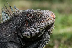 Close view of a dark iguana head with crest spines and a large round cheek scale