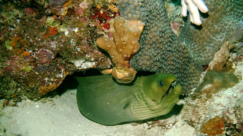 Green moray eel resting under a coral overhang with its head raised and mouth open