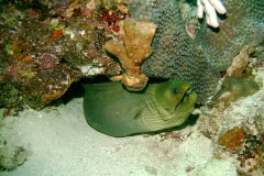 Green Moray Eel