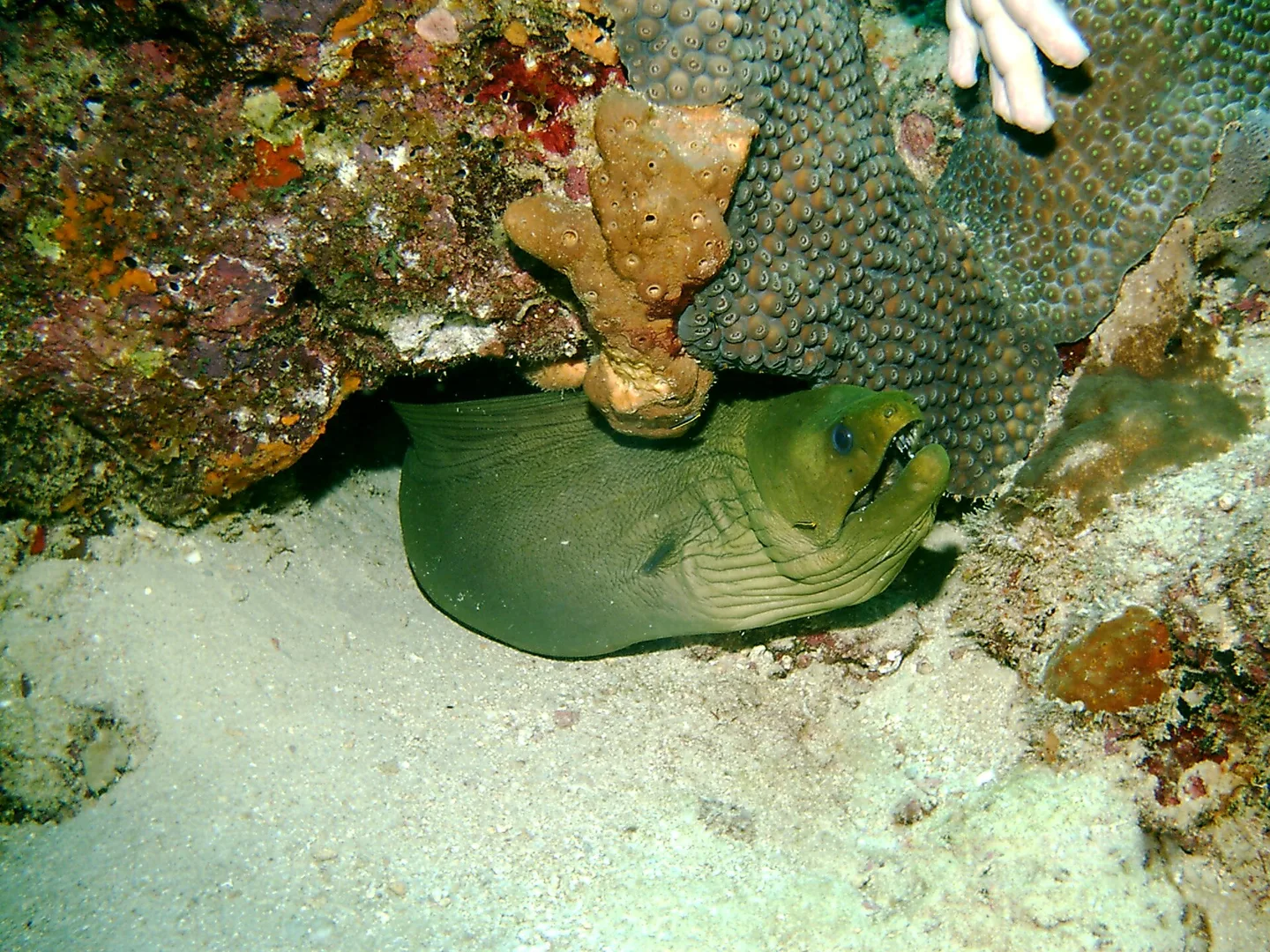 Green Moray Eel