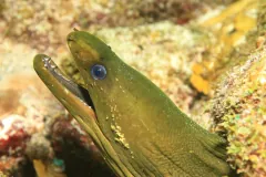 Close-up of a green moray eel's head with its mouth open beside yellow and orange sponges