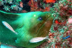 Gymnothorax funebris in Madagascar Reef, Campeche Bank, Mexico