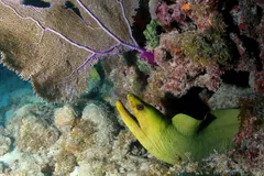 Yellow-green moray eel peering out from coral beneath a purple sea fan