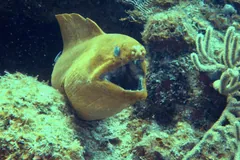 Green moray with its mouth open, leaning out from a coral ledge