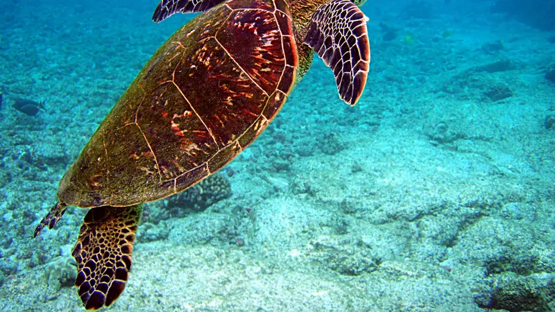 Green sea turtle swimming over a sandy seabed in clear blue water