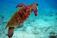 Green Sea Turtle