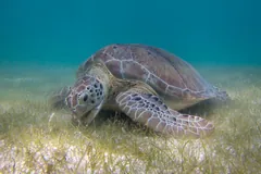 Green sea turtle resting on a seagrass bed