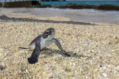 Green sea turtle hatchling crossing a pebbly beach