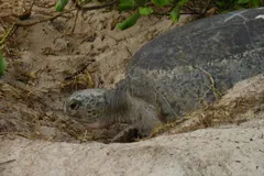 Female green sea turtle in a sandy nest pit on a beach