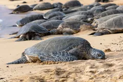 Green sea turtles hauled out to bask on a sandy beach