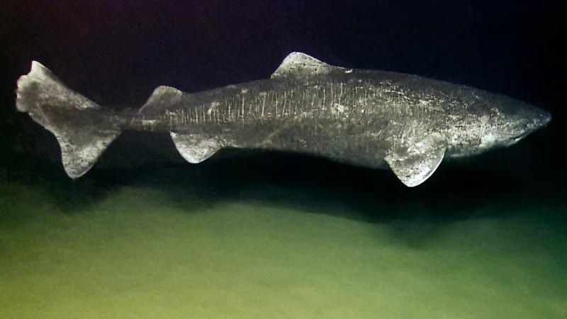 Wild Greenland Shark (Somniosus microcephalus) cruising in deep bathypelagic water