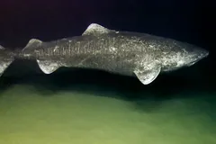 Wild Greenland Shark (Somniosus microcephalus) cruising in deep bathypelagic water
