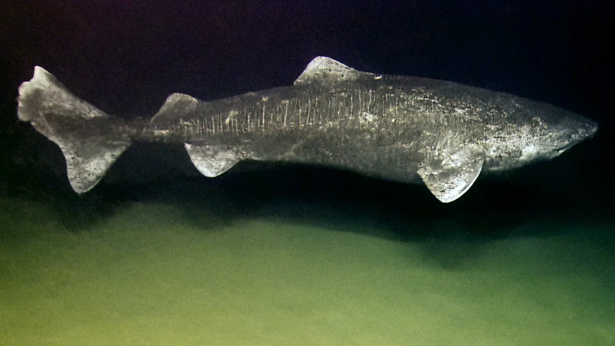 Wild Greenland Shark (Somniosus microcephalus) cruising in deep bathypelagic water
