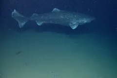Greenland Shark swimming gracefully above deep ocean floor substrate