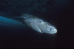 Close-up underwater profile of a wild Greenland Shark swimming at the ice edge