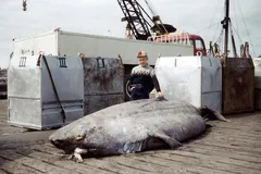Greenland Shark swimming through cold northern pelagic waters