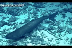Deep sea Sleeper Shark (Somniosus) recorded by NOAA deep ROV