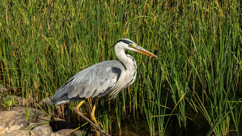 Grey heron standing among tall reeds at the water's edge, neck in an S-curve