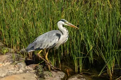 Grey heron standing among tall reeds at the water's edge, neck in an S-curve