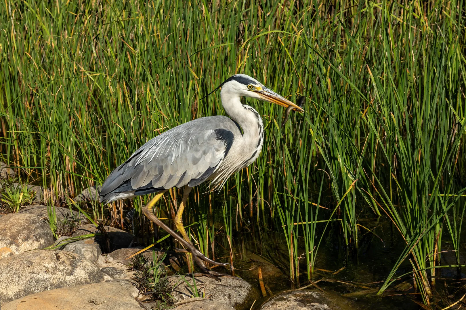 Grey Heron