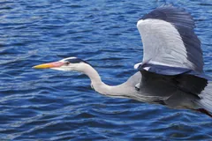 Grey heron flying low over blue water with its neck folded back