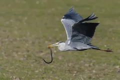 Grey heron in flight carrying a snake in its bill