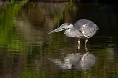 Grey heron wading in dark still water, reflected on the surface
