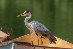 Grey heron standing on the bow of a moored boat beside a green lake