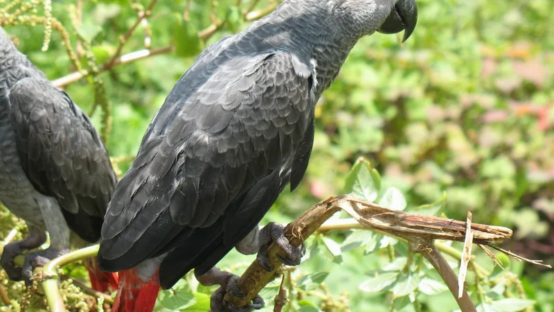 Two grey parrots perched in a tree with red tails visible