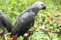 Grey Parrot