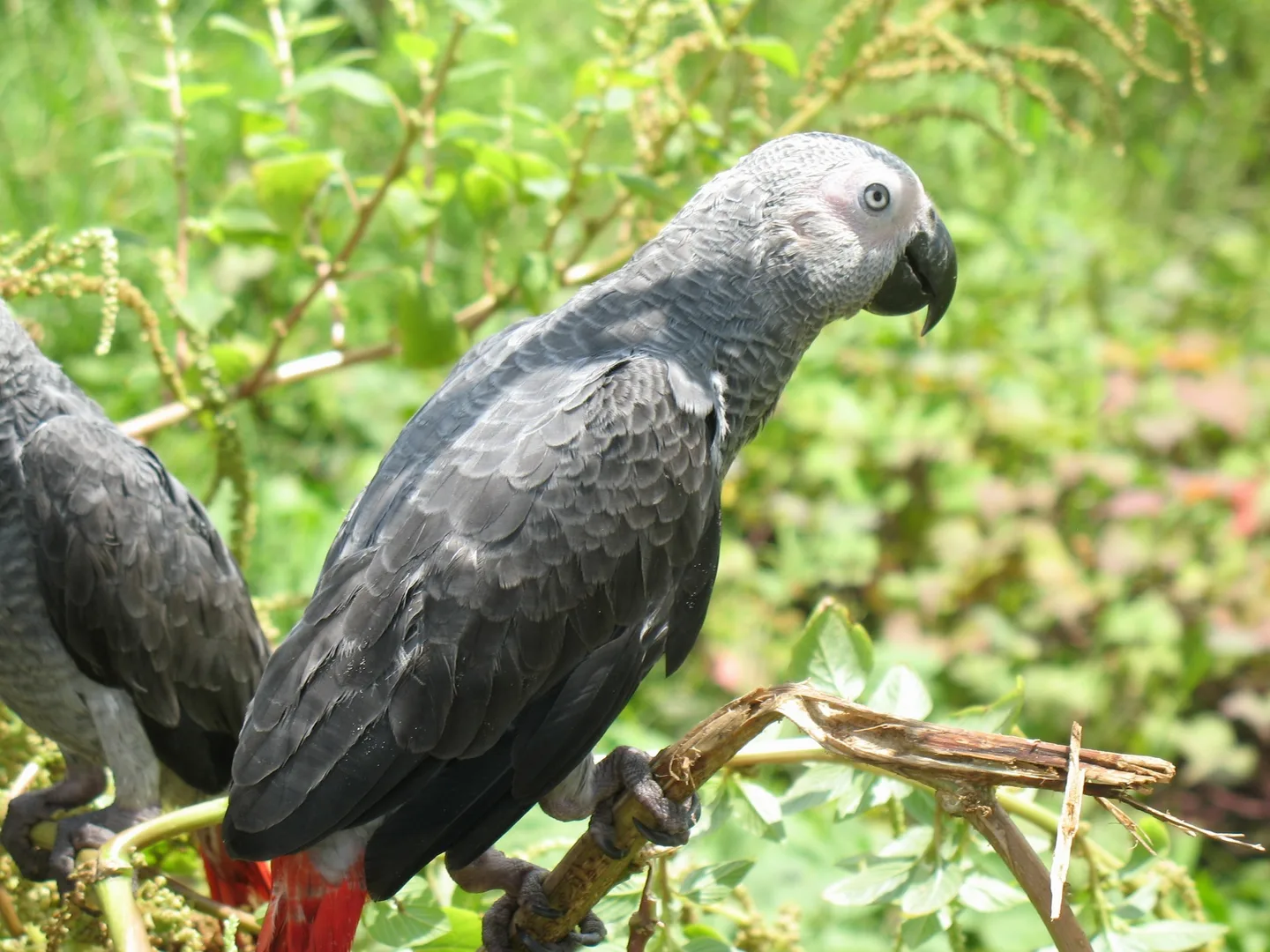 Grey Parrot