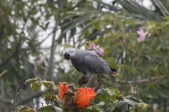 Grey parrot perched among orange-red flowers in a tree