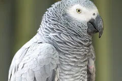 Grey parrot perched upright with its pale face and scalloped grey feathers
