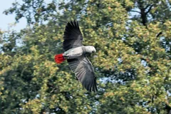 Grey parrot in flight past a tree, showing its red tail