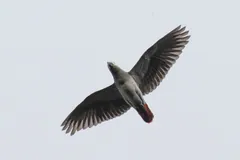 Grey parrot seen from below in flight against a white sky