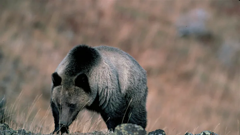 Grizzly Bear in natural habitat