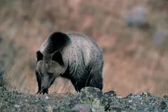 Grizzly Bear in natural habitat