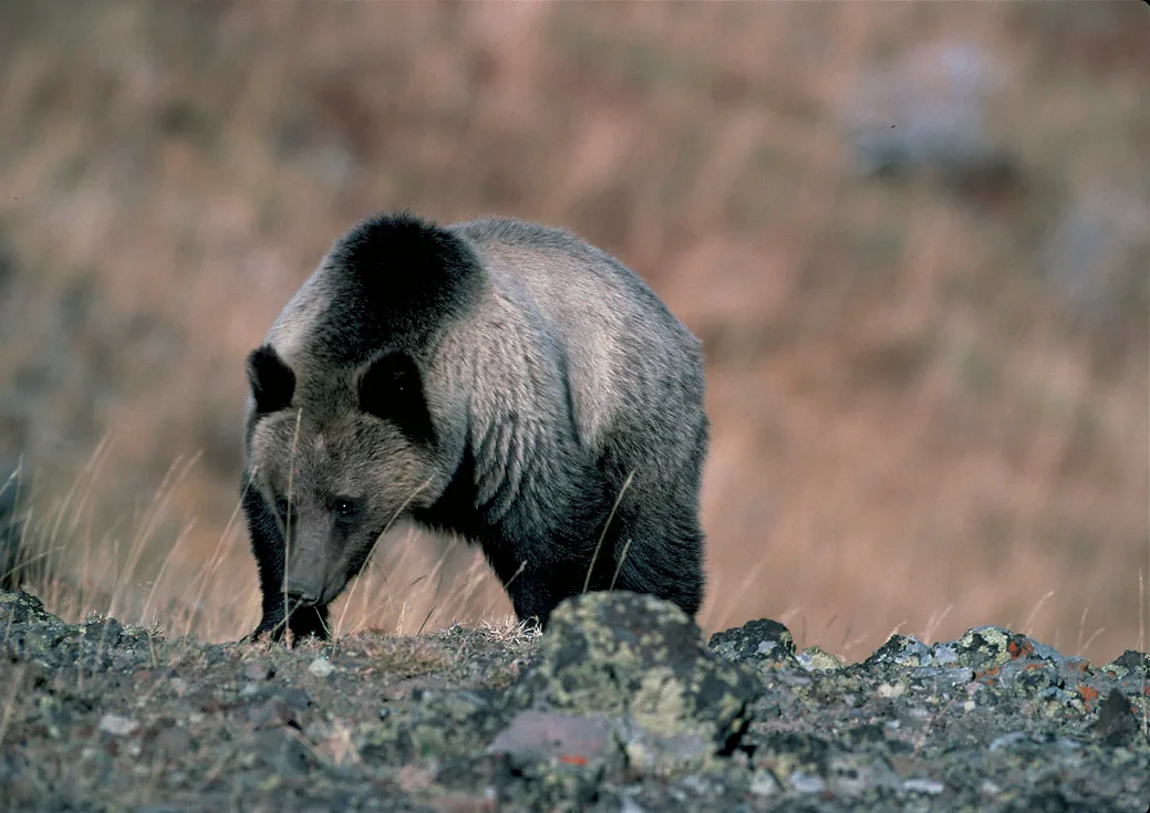 Grizzly Bear in natural habitat