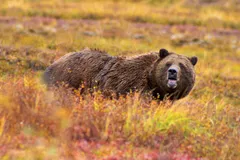 Grizzly Bear in natural habitat