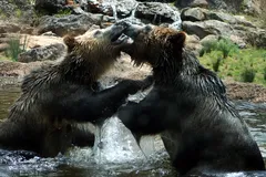Grizzly Bear in natural habitat