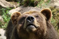 Grizzly Bear in natural habitat
