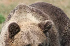 Grizzly Bear in natural habitat