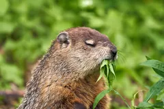 Groundhog chewing a mouthful of green leaves
