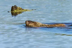 Groundhog swimming across calm water toward a floating log