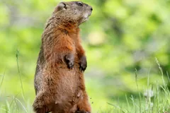 Groundhog standing on its hind legs in tall grass