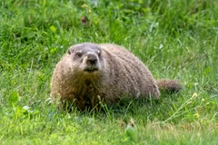 Groundhog crouched in short grass beside dandelions